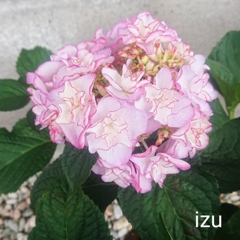 さかもと園芸様の弱った紫陽花keikoさんを復活させる By Izu38 そだレポ みんなの趣味の園芸