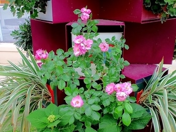 タテニワ 垂直栽培 収納ボックスで薔薇 Cｌアンジェラ栽培 By Mr タテニワ バラの栽培記録 育て方 そだレポ みんなの趣味の園芸