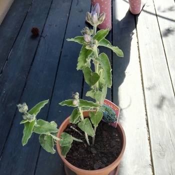 チャレンジ オキシペタラムを苗から大きく育てたい そだレポ 栽培レポート Byるびちゃん みんなの趣味の園芸