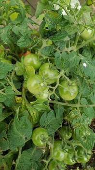 ミニトマトレジナの収穫を目指して By なこぽち そだレポ みんなの趣味の園芸