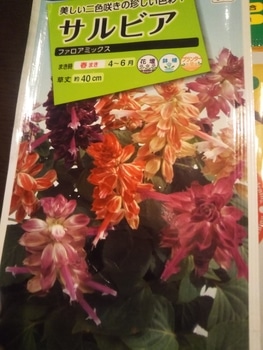二色咲きのサルビア ファロアミックスの種まき By キャンディタフト そだレポ みんなの趣味の園芸