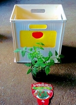 タテニワ 垂直栽培 収納ボックスで大王ミニトマト栽培 終了 By Mr タテニワ そだレポ みんなの趣味の園芸