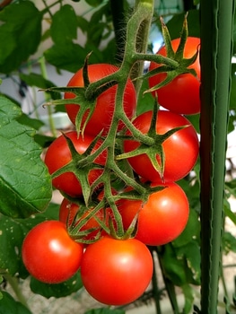 中玉トマト フルティカ を収穫するぞ By だーこ トマトの栽培記録 育て方 そだレポ みんなの趣味の園芸