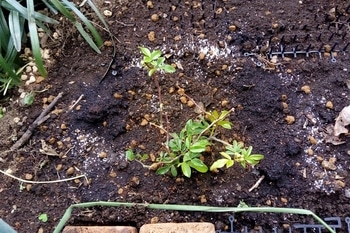 モッコウバラ苗を地植えす19 By とっとさん バラ つるバラ の栽培記録 育て方 そだレポ みんなの趣味の園芸