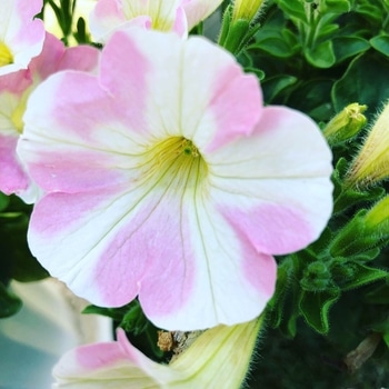 かわいいお花が咲きました By ドキンちゃん16 ペチュニアの栽培記録 育て方 そだレポ みんなの趣味の園芸