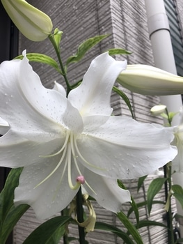 カサブランカ 育て 方 真っ白い花が優美なカサブランカ 育て方のポイントと注意点