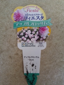 八重咲きインパチェンスを咲かせたい By Hosta そだレポ みんなの趣味の園芸