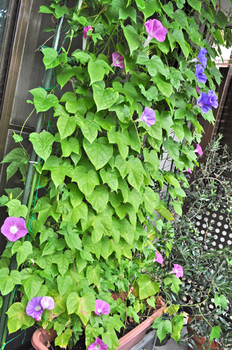 朝顔の緑のカーテン By 久美子さん アサガオの栽培記録 育て方 そだレポ みんなの趣味の園芸