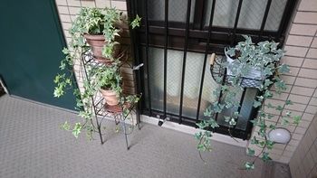 玄関前のヘデラ By Samantha ヘデラ アイビー の栽培記録 育て方 そだレポ みんなの趣味の園芸