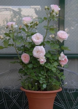 鉢で育てるロンサール By 有島 薫 バラ つるバラ の栽培記録 育て方 そだレポ みんなの趣味の園芸