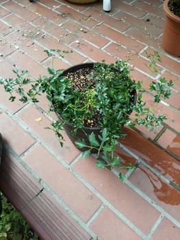 クレマチス ピクシー 鉢からあふれ出る様に咲かせられたらいいな By リラリラさん そだレポ みんなの趣味の園芸