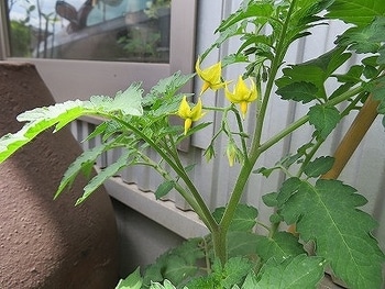 マイクロトマトを種から マッツワイルドチェリー By Ryomini そだレポ みんなの趣味の園芸