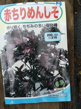 赤紫蘇を種から By マレーネ シソの栽培記録 育て方 そだレポ みんなの趣味の園芸