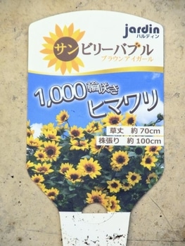 1株で1 000輪も咲く ひまわり By Uesugi ヒマワリの栽培記録 育て方 そだレポ みんなの趣味の園芸