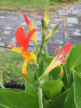 カンナ パテンス タネをまいて花を咲かせる By Keichangarden カンナの栽培記録 育て方 そだレポ みんなの趣味の園芸