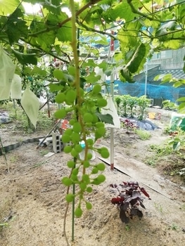 美味しいブドウの栽培 By 渋柿 ブドウの栽培記録 育て方 そだレポ みんなの趣味の園芸