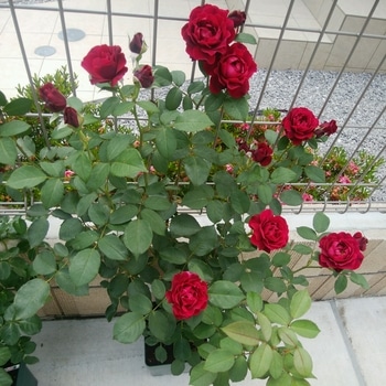 初めてのバラ オデュッセイア 栽培日記 By Petite Roseraie バラ シュラブ ローズ の栽培記録 育て方 そだレポ みんなの趣味の園芸