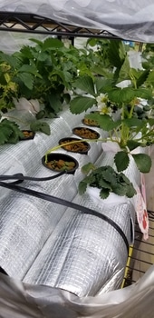 イチゴの水耕栽培 水平式パイププランタ By つかさ イチゴの栽培記録 育て方 そだレポ みんなの趣味の園芸