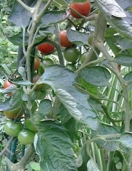 ミニトマト 中玉トマト 大玉トマトの栽培 鉢植えと庭に路地栽培です By 神山春幸 そだレポ みんなの趣味の園芸