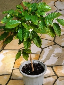 コーヒーの花からコーヒーの木 By Uesugi コーヒーノキの栽培記録 育て方 そだレポ みんなの趣味の園芸