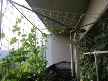 二重のグリーンカーテン By Maririn 緑のカーテン グリーンカーテン の栽培記録 育て方 そだレポ みんなの趣味の園芸