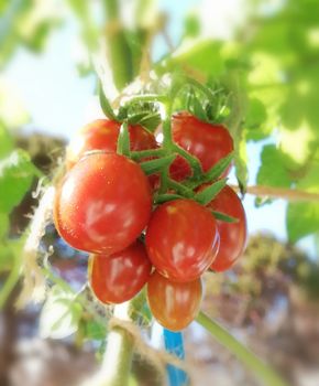 ミニトマト ショコラ色 種から水耕栽培 By かとちゃんずぼー そだレポ みんなの趣味の園芸