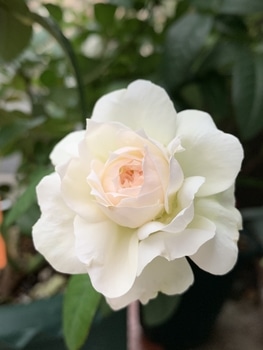 ボレロ 新苗が花を咲かせるまで By 陽彩 バラ シュラブ ローズ の栽培記録 育て方 そだレポ みんなの趣味の園芸
