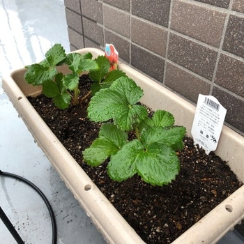 イチゴを苗から育てる 章姫 By 茶豆 イチゴの栽培記録 育て方 そだレポ みんなの趣味の園芸
