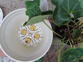 鉢植えシクラメンの植え替え By Hana Sakasou そだレポ みんなの趣味の園芸
