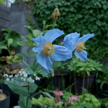 気合いで育てる ベトニキフォリア By Blue Poppy メコノプシスの栽培記録 育て方 そだレポ みんなの趣味の園芸