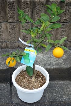 タヒチライム の栽培 By たび びと レモン類の栽培記録 育て方 そだレポ みんなの趣味の園芸