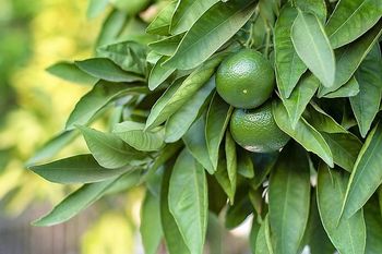 タヒチライム の栽培 By たび びと レモン類の栽培記録 育て方 そだレポ みんなの趣味の園芸