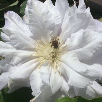 旧枝咲きクレマチス カルセドニー 初めての開花をめざして By Yukizen クレマチス 四季咲き の栽培記録 育て方 そだレポ みんなの趣味の園芸