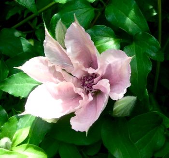 新枝咲きクレマチス 初めての開花をめざして By Yukizen クレマチス 四季咲き の栽培記録 育て方 そだレポ みんなの趣味の園芸
