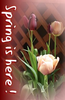 冷蔵チューリップをバレンタイン頃にシックに咲かせたい 早期開花 By モン ジャルダン チューリップの栽培記録 育て方 そだレポ みんなの趣味の園芸