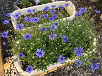 Fin 種からフェリシアを育て春の庭に青い花を咲かせる By あずきもち ブルーデージーの栽培記録 育て方 そだレポ みんなの趣味の園芸