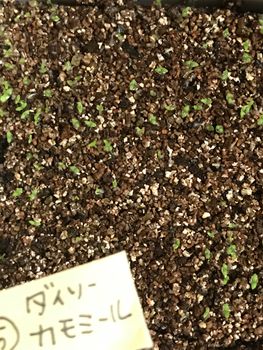種からカモミールを植えてみよう By タヌリッシュ ジャーマンカモミールの栽培記録 育て方 そだレポ みんなの趣味の園芸