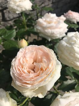 鉢植えでピエールドゥロンサールをオベリスク仕立てに By かとさと バラ つるバラ の栽培記録 育て方 そだレポ みんなの趣味の園芸