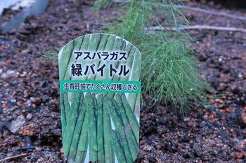 アスパラガス 庭 プランターに植えた方です By セリカｔａ４５ アスパラガス 野菜 の栽培記録 育て方 そだレポ みんなの趣味の園芸