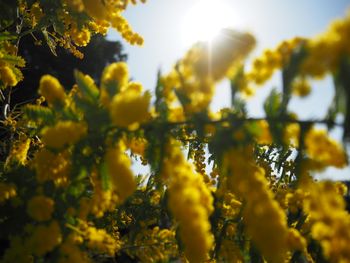 お花が綺麗なミモザ By Mまあさ ギンヨウアカシアの栽培記録 育て方 そだレポ みんなの趣味の園芸