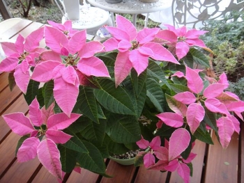 プリンセチアの葉の色付けに挑戦 By ヒロ そだレポ みんなの趣味の園芸