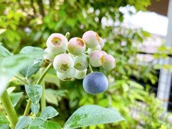 ブルーベリーの2色栽培 By 青波 せいは ブルーベリーの栽培記録 育て方 そだレポ みんなの趣味の園芸