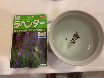 ラベンダー 種から挑戦 年 By Hama Marin ラベンダーの栽培記録 育て方 そだレポ みんなの趣味の園芸