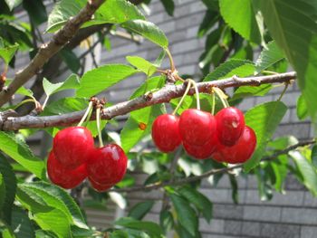 甦れステラ アメリカンチェリー プロジェクト By 果物屋 Toshi そだレポ みんなの趣味の園芸