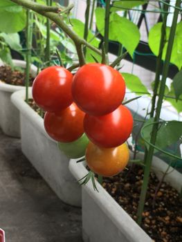 ミニトマト さーて出来るかな By プーおば トマトの栽培記録 育て方 そだレポ みんなの趣味の園芸