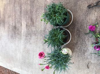 カーネーション を咲かせ続ける By Kinako Shiba カーネーションの栽培記録 育て方 そだレポ みんなの趣味の園芸