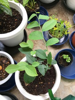 プレミアとホームベルの2品種ブルーベリー By Avocado Blue ブルーベリーの栽培記録 育て方 そだレポ みんなの趣味の園芸