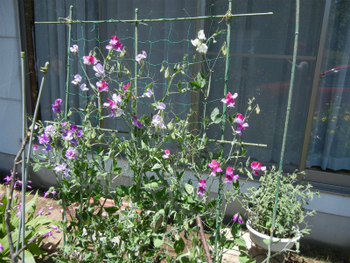 スイートピーが可愛く咲きました By のりたん スイートピーの栽培記録 育て方 そだレポ みんなの趣味の園芸