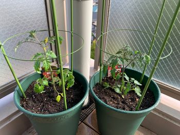 美味しいミニトマトをベランダで育てよう By へいくろう トマトの栽培記録 育て方 そだレポ みんなの趣味の園芸