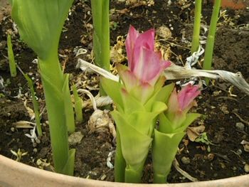 春ウコンの花を見たい By ピョコリン ウコンの栽培記録 育て方 そだレポ みんなの趣味の園芸